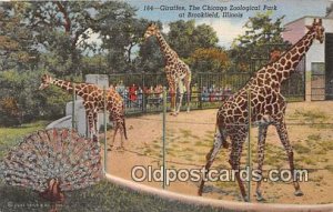Brookfield, IL, USA Giraffes, Chicago Zoological Park 1947 