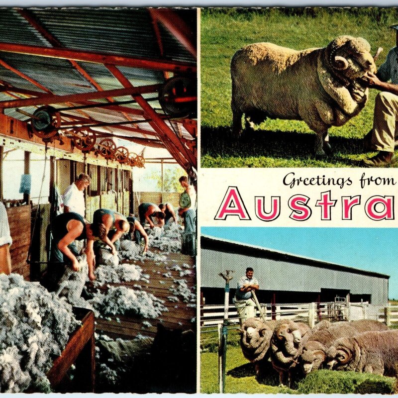 c1960s Australia Greetings Wool Shearing Rams Merino Sheep Farm Chrome PC M16