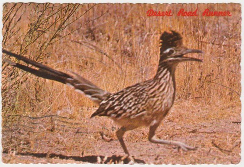 Desert Road Runner - Clown of the West - Southwest US