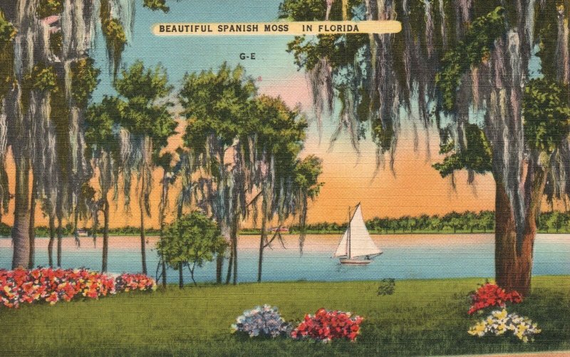 Vintage Postcard 1930's View of The Beautiful Spanish Moss in Florida FL