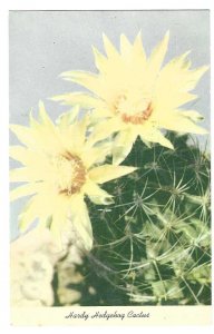 Hardy Hedgehog Cactus  Unused  PC