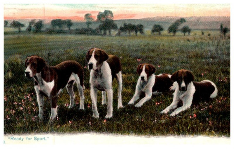 Dog  , Foxhounds