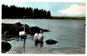 Sweden Norje Boke Vintage RPPC 09.89