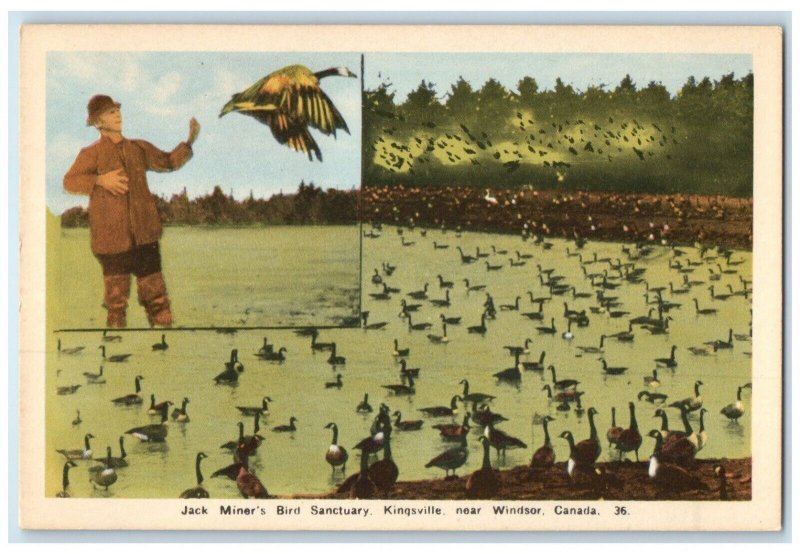 c1950's Jack Miner's Bird Sanctuary Kingsville Near Windsor Canada Postcard