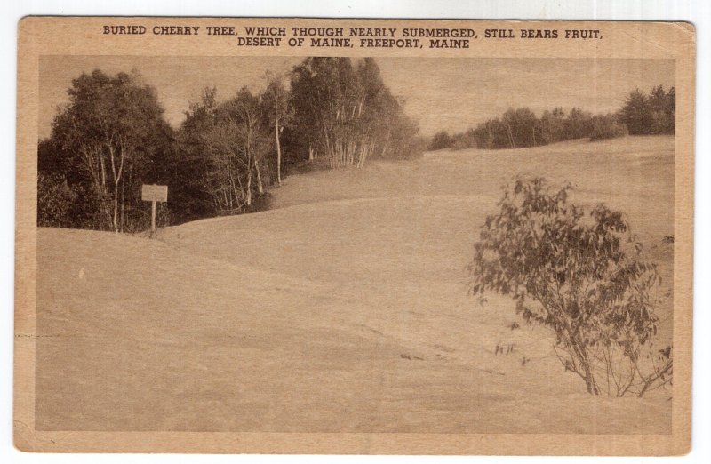 Desert of Maine, Freeport, Maine, Buried Cherry Tree