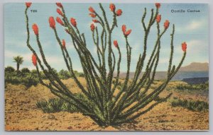 Arizona~Desert View~Ocotillo Cactus in Bloom~Linen Vintage Postcard