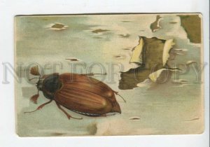439957 Huge MAY BEETLE Melolontha on Birch Vintage postcard LITHO