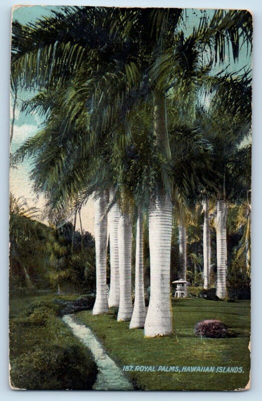 Royal Palm Hawaii HI Postcard Hawaiian Islands Royal Palms c1900 Vintage Antique