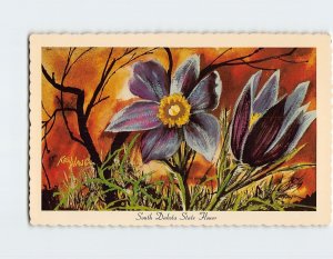 Postcard Pasque Flower, South Dakota State Flower, South Dakota