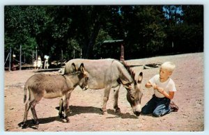 STROUDSBURG, Pennsylvania PA ~ SICILIAN DONKEYS Pocono Wild Animal Farm Postcard