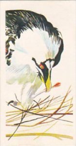 Brooke Bond Vintage Trade Card Vanishing Wildlife 1978 No 20 Bearded Vulture