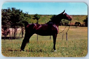 1960 Paducah Kentucky Postcard Jane Gordon Five Gaited Blue Ribbon Winner Cedar