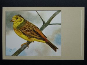 Bird Theme YELLOW BUNTING c1950s Postcard by P. Sluis Series 8 No.95