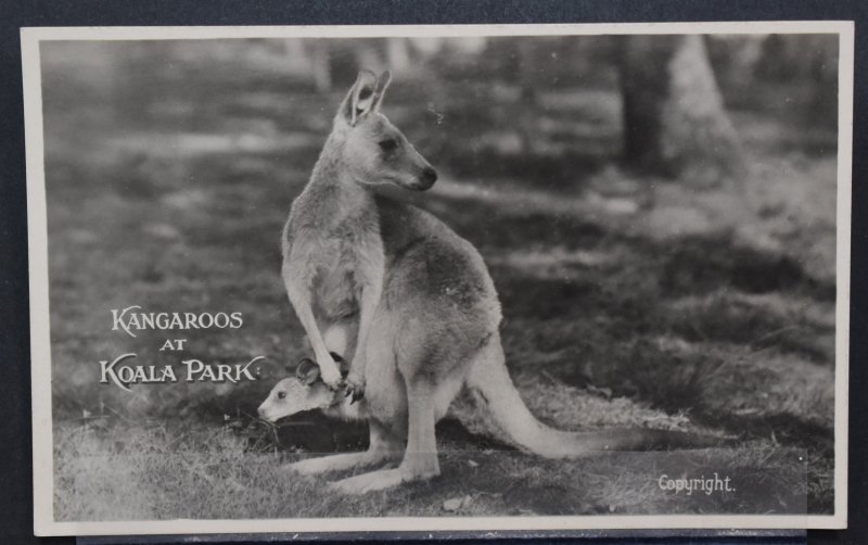 Kangaroos at Koala Park - RPPC
