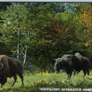 c1910s Omaha, Neb Riverview Park Buffalos Nice Litho Photo PC NE Mclaughlin A210