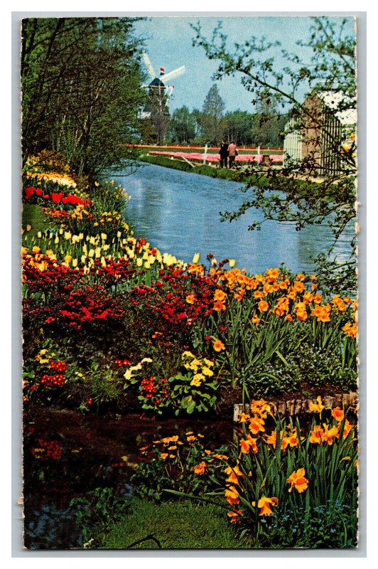 Postcard It Is Bulb-Time De Bloemenvelden In Bloei Vintage Standard View Card #1