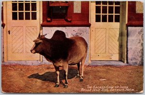 Detriot MI-Michigan, The Sacred Cow of India Belle Isle Zoo, Vintage Postcard