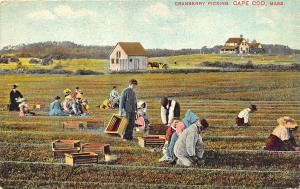 Cape Cod MA Workers Picking Cranberries Big Field, in 1909 Postcard