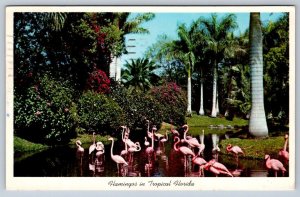 Flamingos In Tropical Florida, Vintage 1961 Chrome Postcard