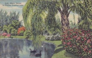 Florida Sarasota Black Swans in Florida Tropical Lake 1950