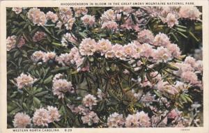 North Carolina Great Smoky Mountains National Park Rhododendron In Bloom Curt...