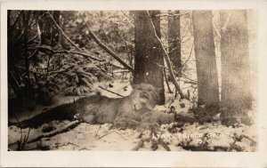 Lynx Prince George BC British Columbia 1930 Smithers BC Duplex RPPC Postcard H13