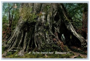 c1910 Big Tree Brocton Point Vancouver British Columbia Canada Postcard