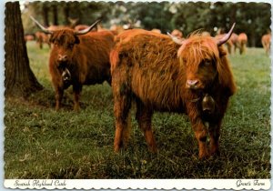 Postcard - Scottish Highland Cattle 