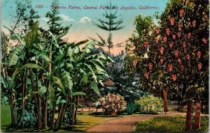 Banana Palms Central Park Los Angeles California CA Antique Postcard DB UNP 