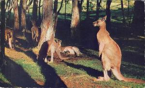 BG9458 australian kangaroos animal animaux australia