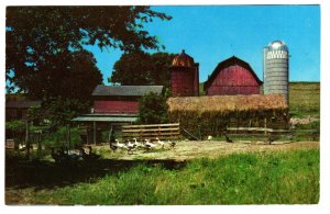 Ducks, Barns, Greetings from Morehead City, North Carolina, Down on the Farm