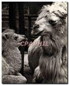 Old Postcard Chamelle and small