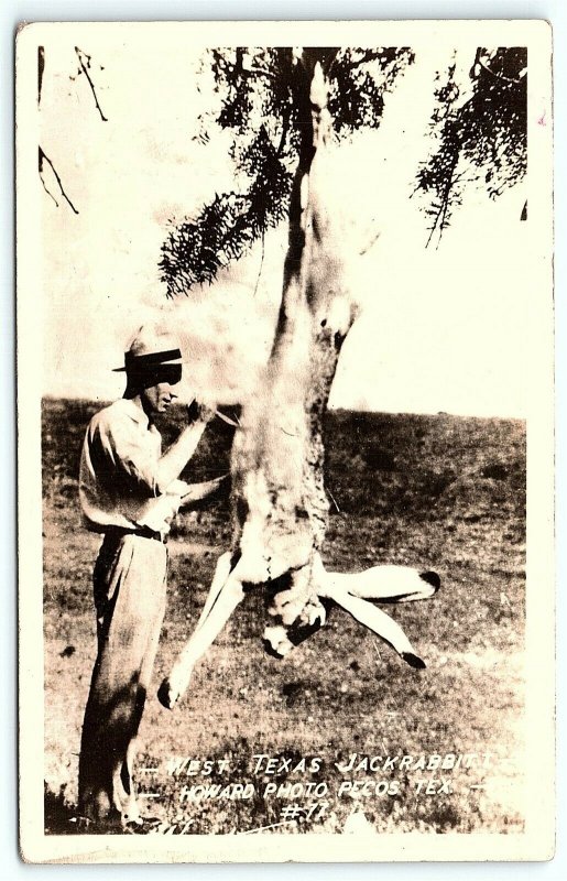 VTG Postcard RPPC Real Photo Exaggerated West Texas Jackrabbit Knife Howard A9