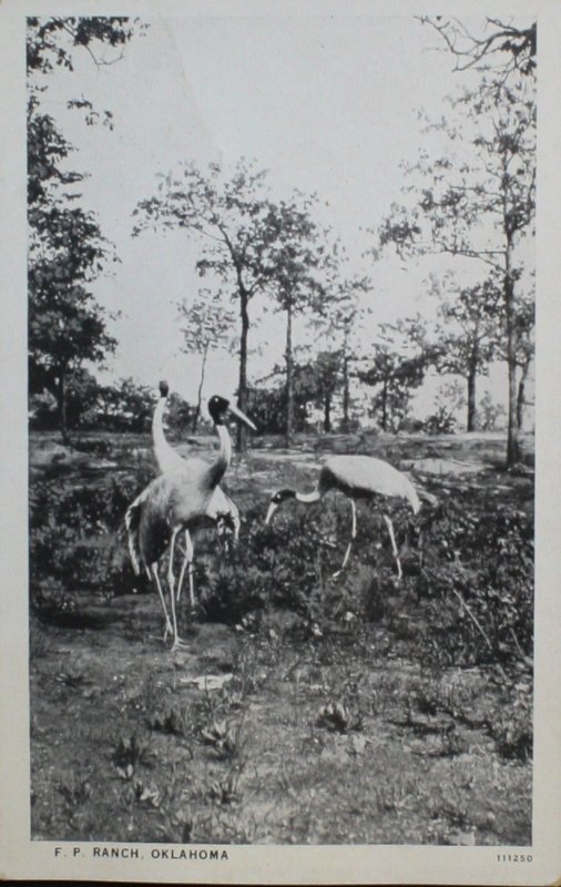 F.P. Ranch Oklahoma RPPC