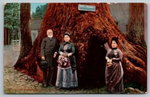Vintage California Postcard - General Fremont - Big Trees National Park 1914