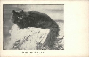Long-Haired Black Cat MAXIMO GOMEZ c1905 Postcard