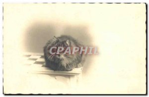 Old Postcard Cats Cat Kitten