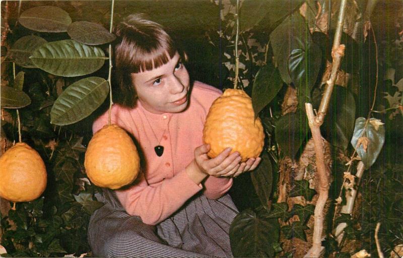 Lost River Caverns Hellertown PA Girl Giant Lemons Tropical Gardens Postcard