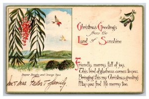 Christmas Greetings From California Pepper Boughs Land of Sunshine Postcard O19