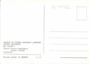 BR71982 bucuresti romania chesali guatemala bir oiseau  animal animaux