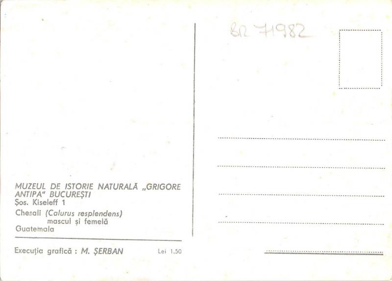 BR71982 bucuresti romania chesali guatemala bir oiseau  animal animaux