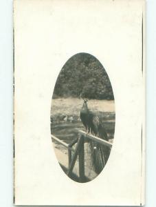 rppc Pre-1918 PEACOCK BIRD SITTING ON RAILING AC7620