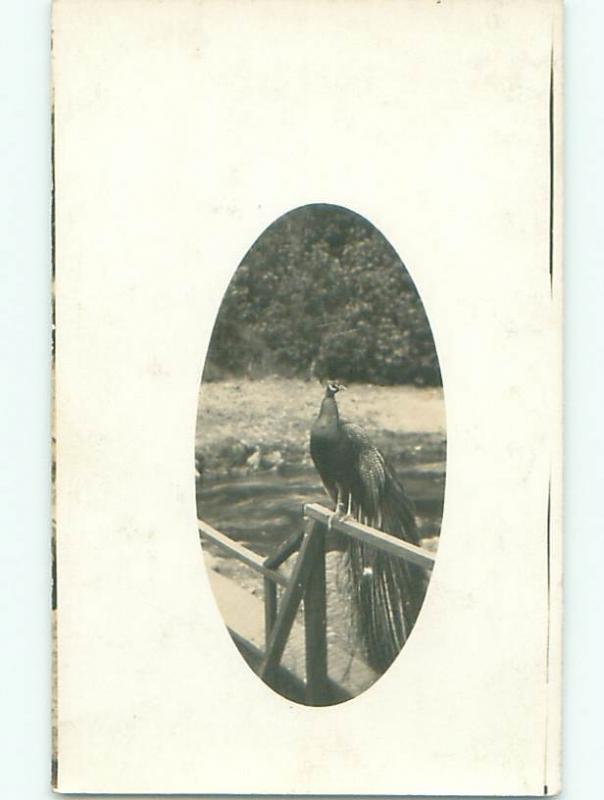 rppc Pre-1918 PEACOCK BIRD SITTING ON RAILING AC7620