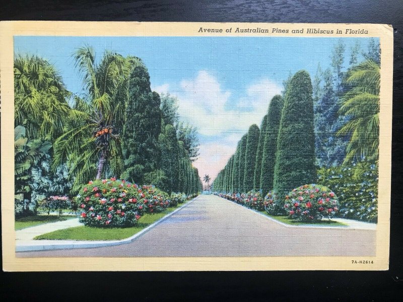 Vintage Postcard 1945 Avenue of Australian Pines & Hibiscus Florida 