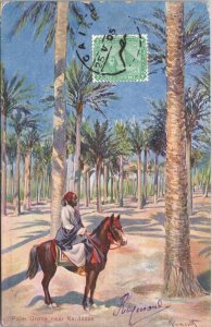 Africa Palm Grove near Kerdâsse Vintage Postcard B121