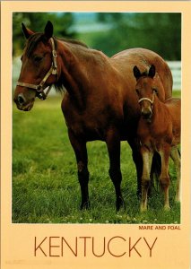 Mare and Foal Kentucky Postcard PC376