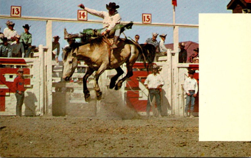 Canada Calgary Expositon & Stampede Bronco Riding