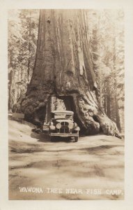 Wawona Tree Near Fish Camp American Real Photo USA Postcard