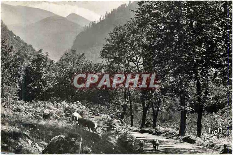 Modern Postcard Road in the valley of lily (hte garonne) road Pigs Pork