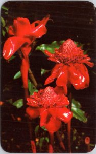 Postcard Hawaii Flora - Torch Ginger